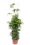 Dracaena surculosa kamerplant 3