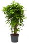 Dracaena surculosa plant 1
