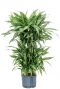 Dracaena ulises 2