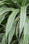 Dracaena warneckei blad 5