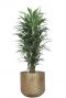 Dracaena warneckei kamerplant 5
