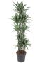 Dracaena warneckei kamerplant 6