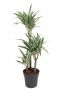 Dracaena white stripe 1