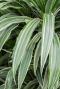Dracaena white stripe blad