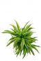 Dracaena Lemon Lime