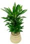 Drakenbloedboom in interieur mand