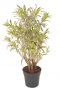 Dracaena reflexa Song of India kamerplanten 
