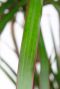 Groen blad met rode streep Dracaena Marginata 