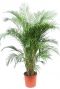 Prachtige grote Areca palm kamerplant