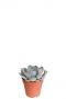 Echeveria garoto