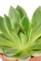 Echeveria red tips plant