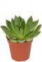 Echeveria red tips plants