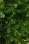 Echte-kerstboom-groene-takken 3