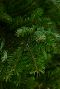 Echte-kerstboom-kopen-online 3