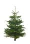 Echte-kerstboom-nordmann-kopen-online-150cm