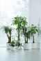 Elho plantenbakken wit 1