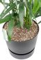 Kentia palm kamerplant in elho plantenbak opgemaakt 