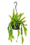 Epiphyllum dietmar paetz 1