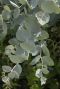 Eucalyptus gunnii azura tuinplant p15