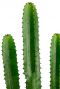 Euphorbia cactus 2