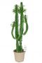 Euphorbia erytrea cactus