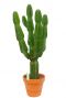 Euphorbia ingens cactus 4
