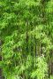 Fargesia nitida black pearl p17 tuinplant