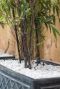 Fargesia nitida black pearl tuinplant p22