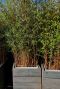Fargesia rufa tuinplant p28
