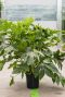 Fatsia vingerplant