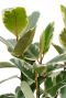 Ficus Tineke kamerplant met licht groen blad