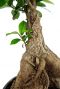 Ficus-ginseng-stam