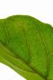 Ficus Lyrata blad 34cm