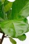 Ficus Lyrata 34cm kopen