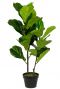 Ficus-lyrata-kunstplant-groot-nep-plant