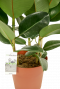 Ficus-robusta-kamerplant-online-kopen-3stek