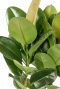 Ficus-robusta-kamerplant-online-kopen-closeup