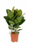 Ficus-robusta-kamerplant-online-kopen