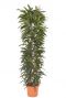 Ficus alii king kamerplant
