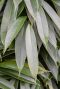 Ficus amstel king blad 1 2