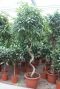 Ficus amstel king draaistam