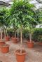 Ficus amstel king grote plant