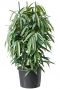 Ficus amstel king hydrocultuur 1