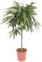 Ficus amstel king plant