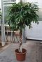 Ficus amstel king stam