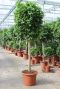 Ficus benjamina columnar 1