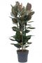 Ficus elastica abidjan 1 1