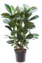 Ficus elastica robusta 2