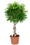 Ficus exotica kamerplant 1