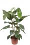 Ficus floris kamerplant